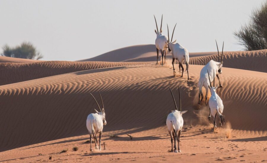 GettyImages-643624968-scaled