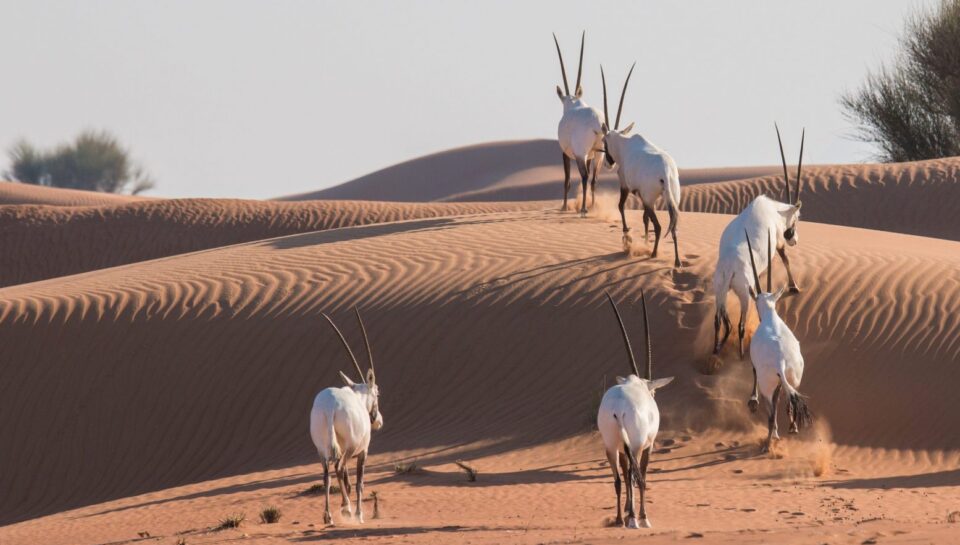 GettyImages-643624968-scaled